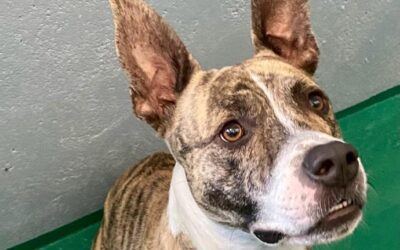 CAPOEIRO en adopción