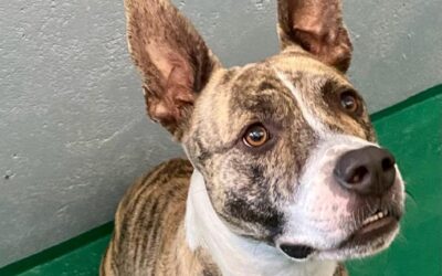CAPOEIRO en adopción