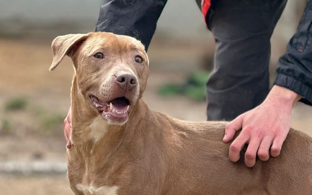 CARAMELA en adopción