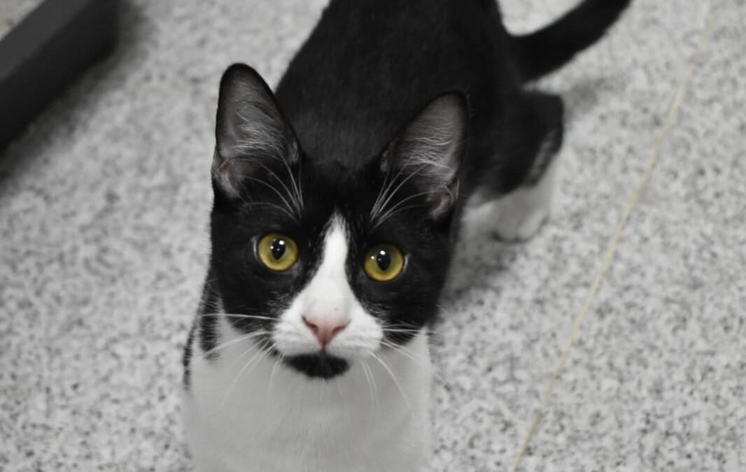 CÉDRIC en adopción