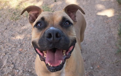 ENEKO en adopción