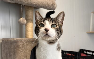 SCOFIELD en adopción