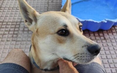 IUNA en adopción