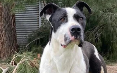 KENITO en adopción