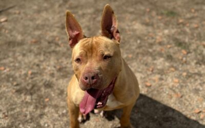 KUS en adopción