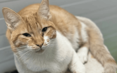 LLORÓN en adopción