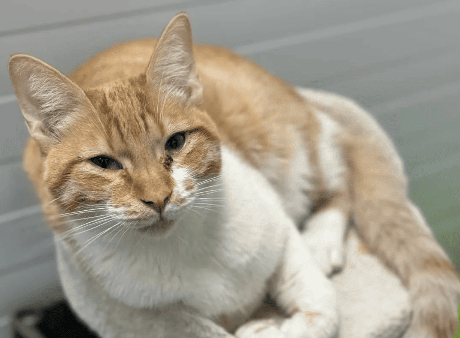 LLORÓN en adopción