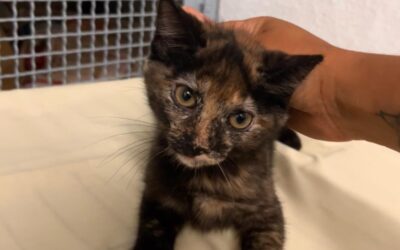 MAMASITA en adopción