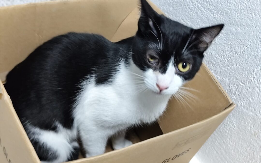 MANCHAS en adopción