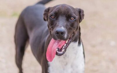 MÉXICO en adopción