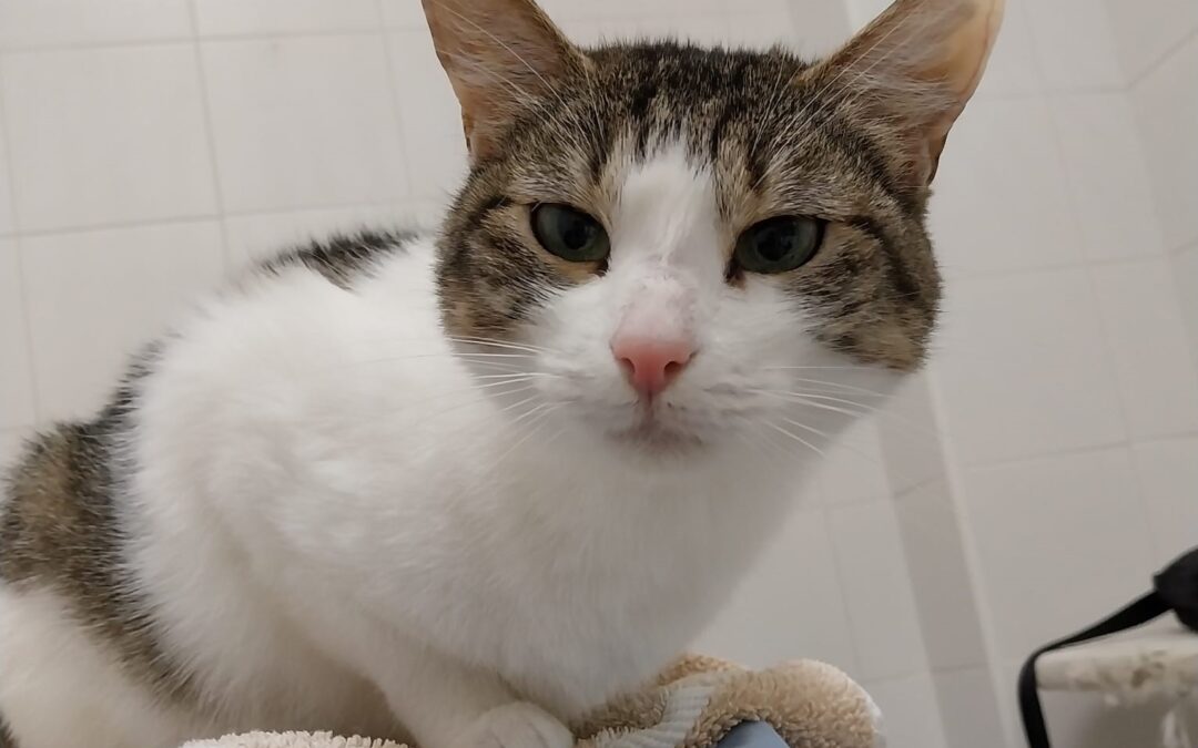 MIÉRCOLES en adopción