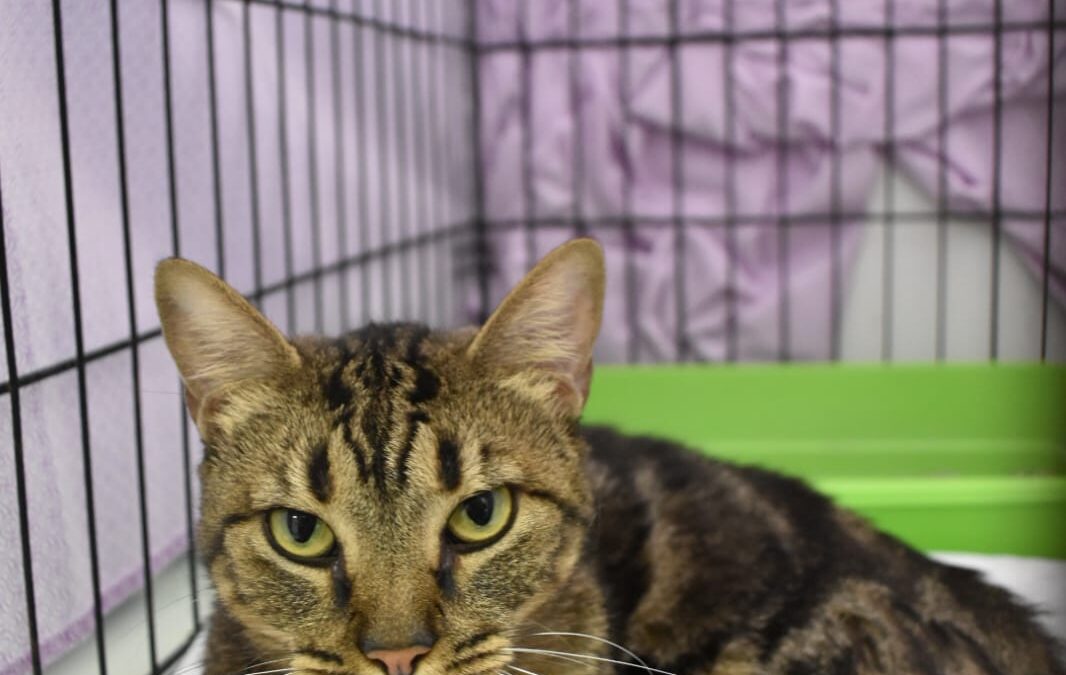 MISIFÚ en adopción