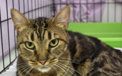 MISIFÚ en adopción