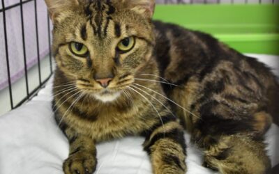 MISIFÚ en adopción