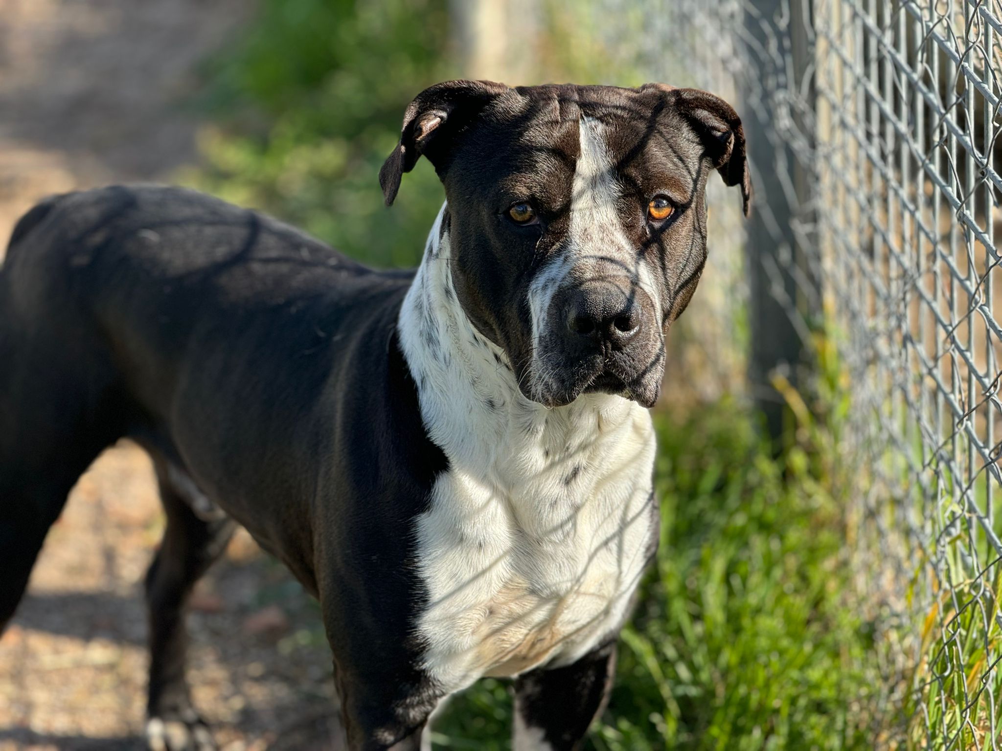 MOLLETE_FICHA Ghost en adopción