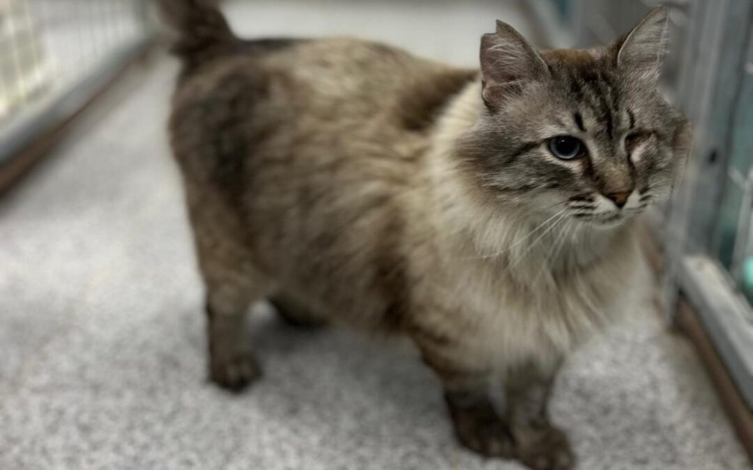 PAPAGATO en adopción