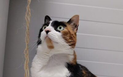 PASTORI en adopción