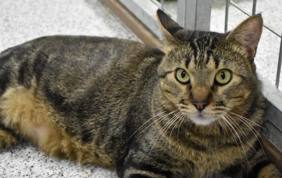 PELINES en adopción