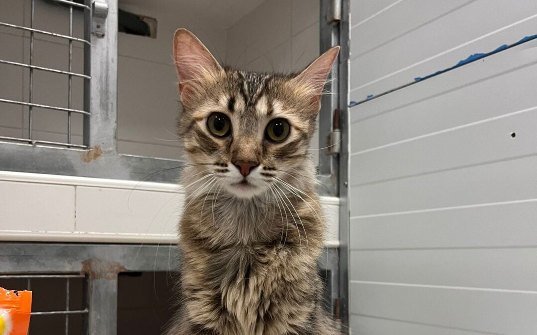 PERDITA en adopción