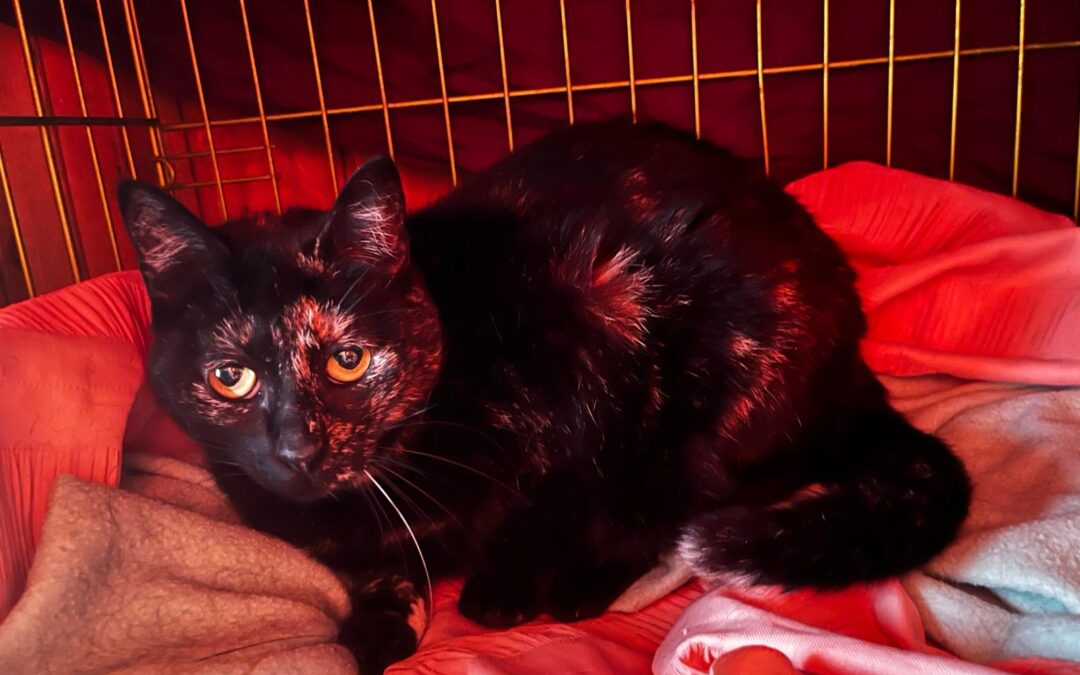 PIRULETA en adopción