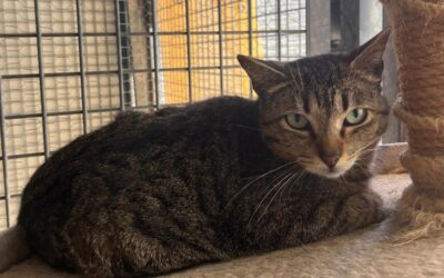 PISTÓN en adopción