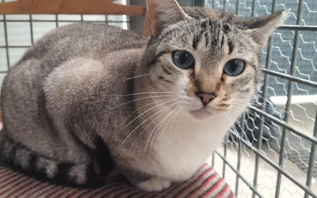 PITUFINA en adopción