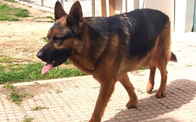 RITTER en adopción