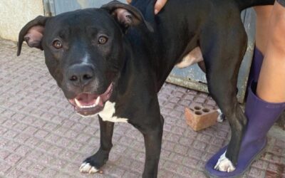 ROCKYTANO en adopción