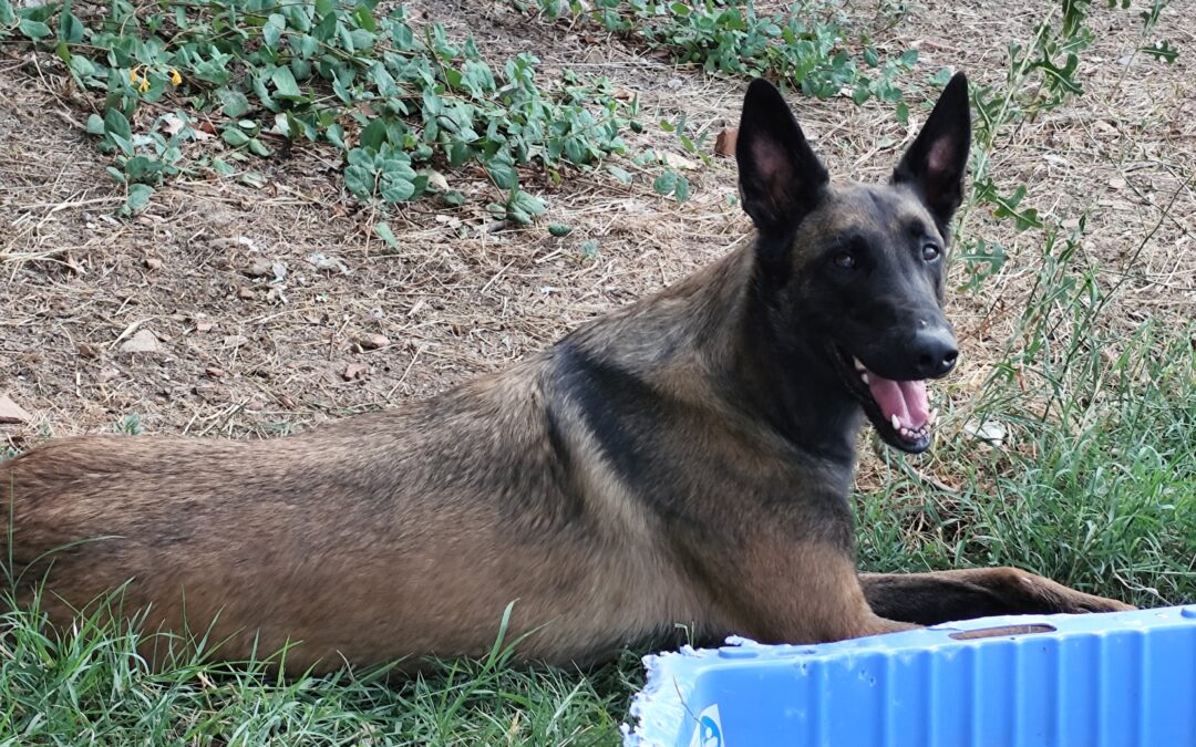 RÓMULO en adopción