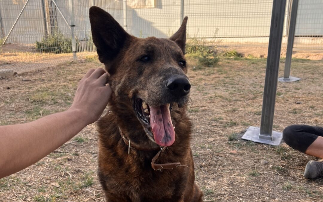 ROSENDO en adopción
