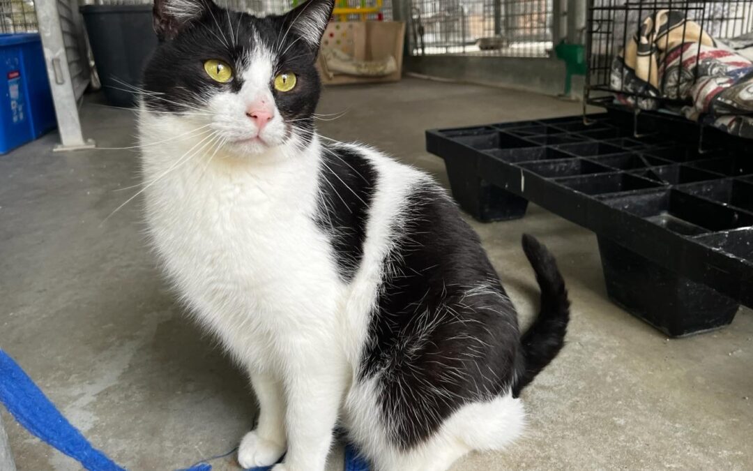 RUDOLPH en adopción