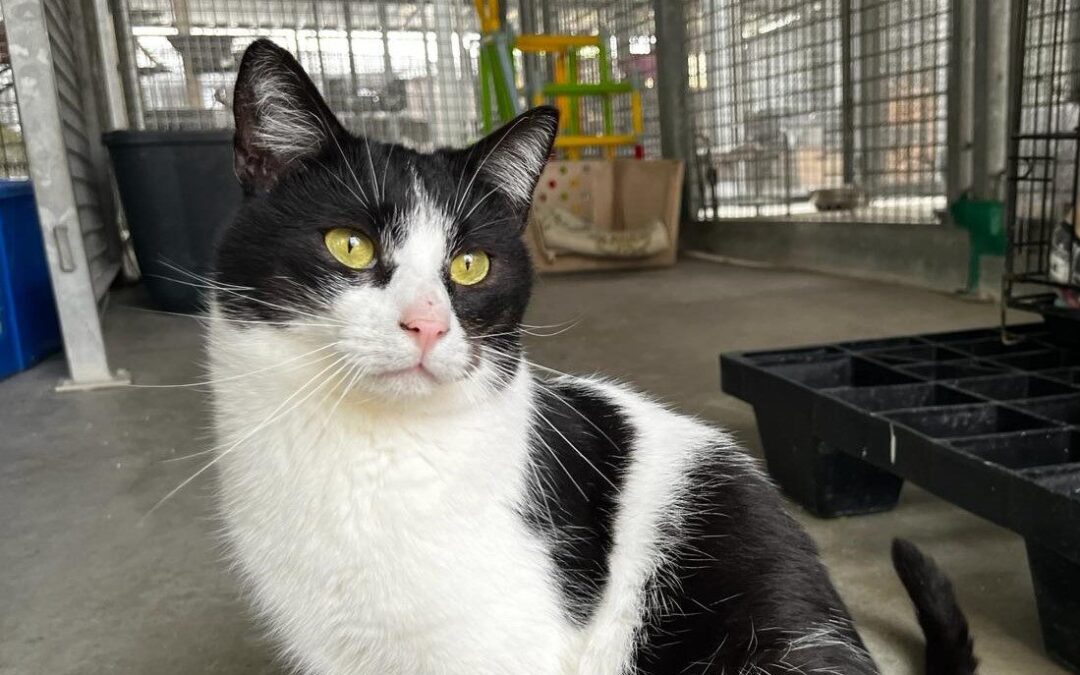 RUDOLPH en adopción