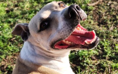 RUMBA en adopción