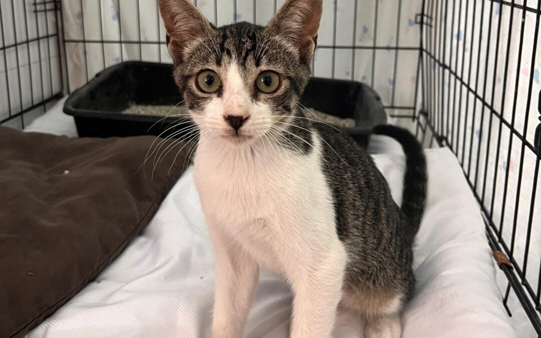 SCOFIELD en adopción