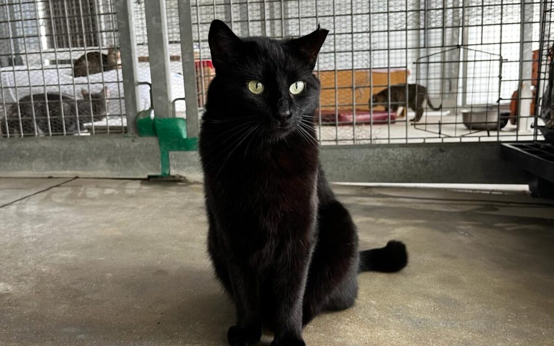 SEPÚLVEDA en adopción