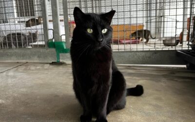 SEPÚLVEDA en adopción