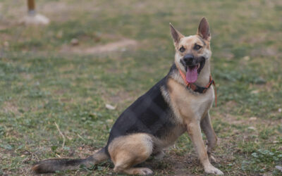 SIROCO en adopción