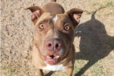 TYSON en adopción