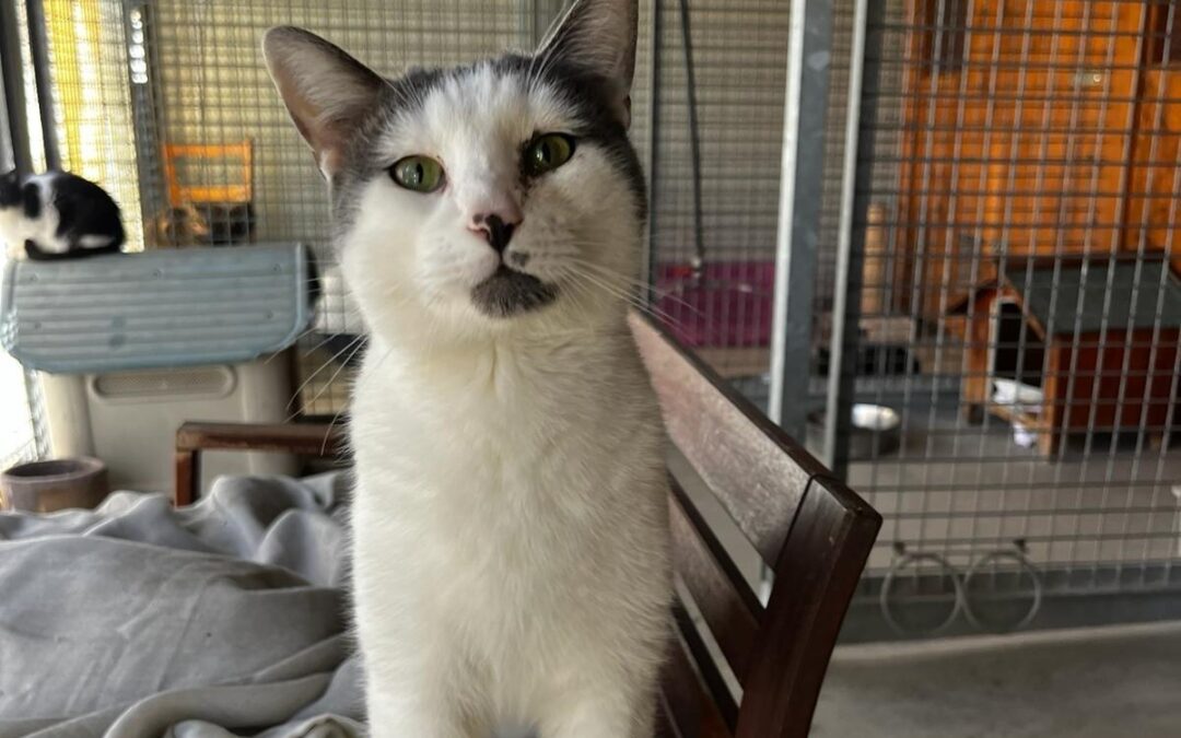 TOMASITO en adopción