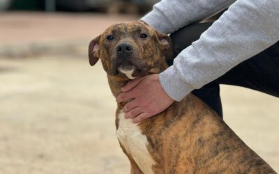 TRON en adopción