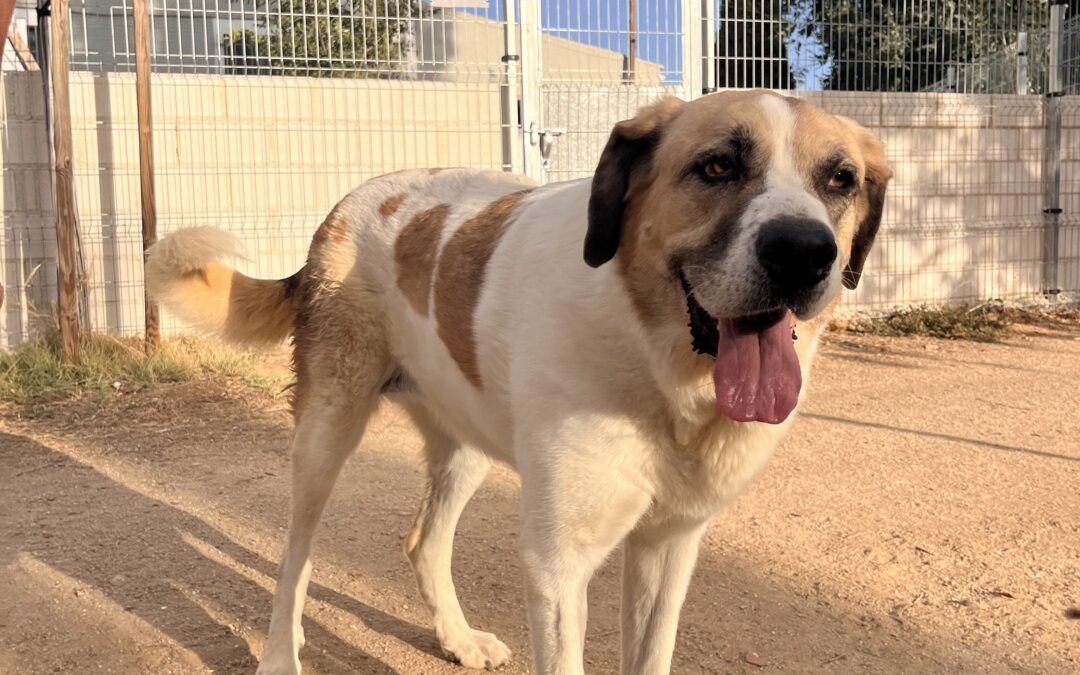 VALENTINA en adopción