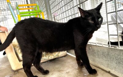 VENECIO en adopción