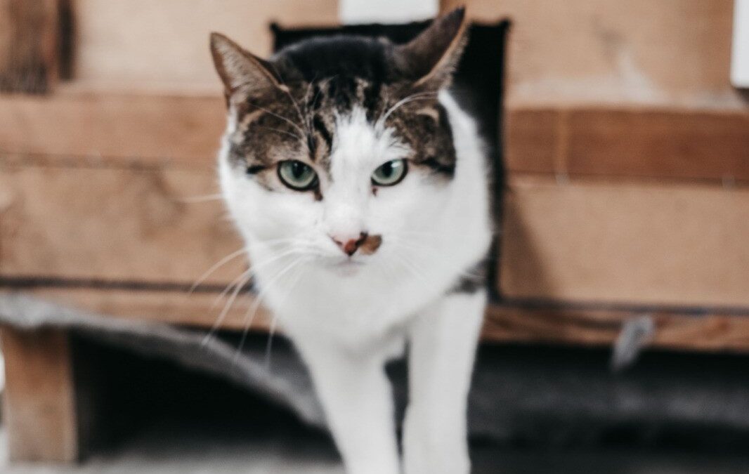 WALLABY en adopción