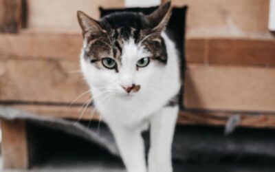 WALLABY en adopción