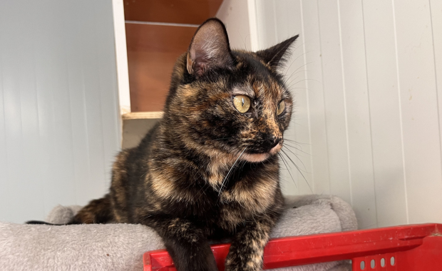 MAMASITA en adopción