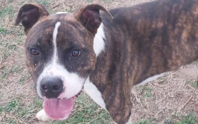 WHISKY en adopción