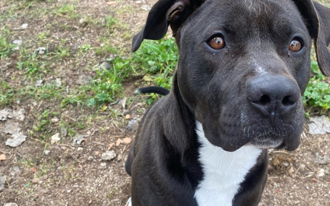 ROCKYTANO en adopción