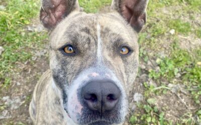 CAPOEIRO en adopción