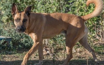 MAX en adopción