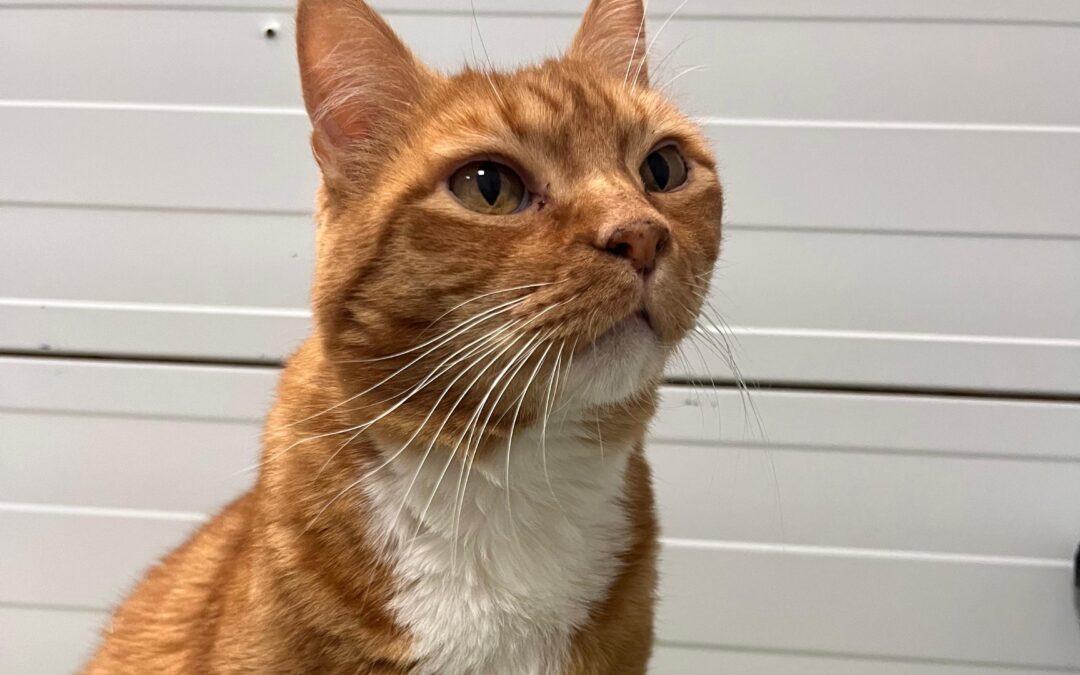 PIOLÍN en adopción